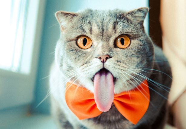 pay-a-cat-with-an-unusually-long-tongue