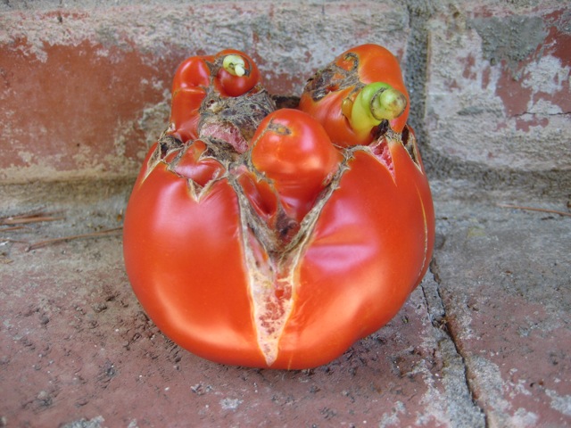 siletz-tomato-1