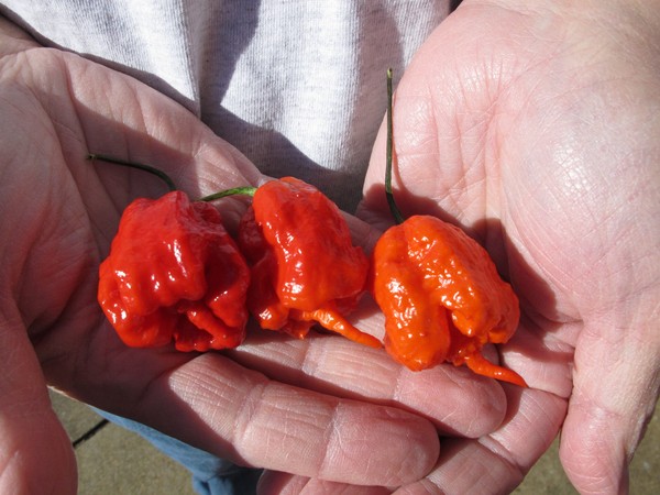 In this Dec. 12, 2013 photo, Ed Currie holds three Carolina Reaper peppers, in Fort Mill, S.C. Last month, The Guinness Book of World Records decided Curries peppers were the hottest on Earth, ending a more than four-year drive to prove no one grows a more scorching chili. (AP Photo/Jeffrey Collins)
